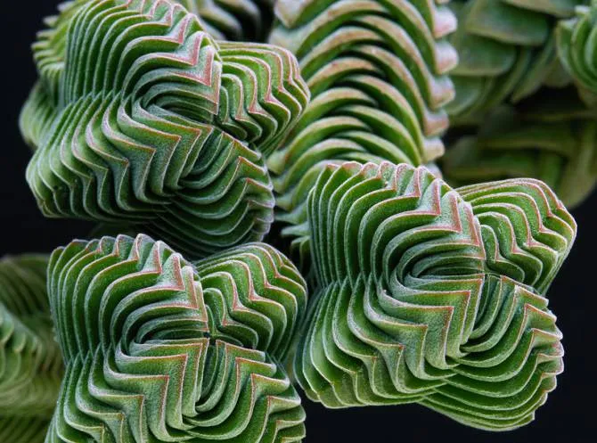 Amazing succulents