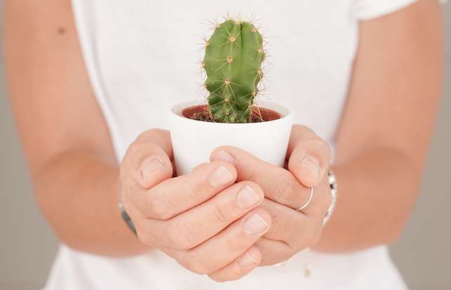 ¿Cómo elegir cactus y crasas?