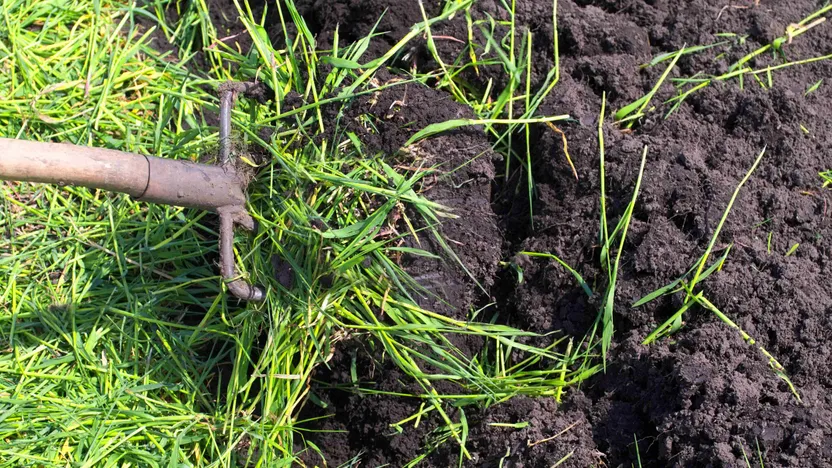 How to dig in green manure crops