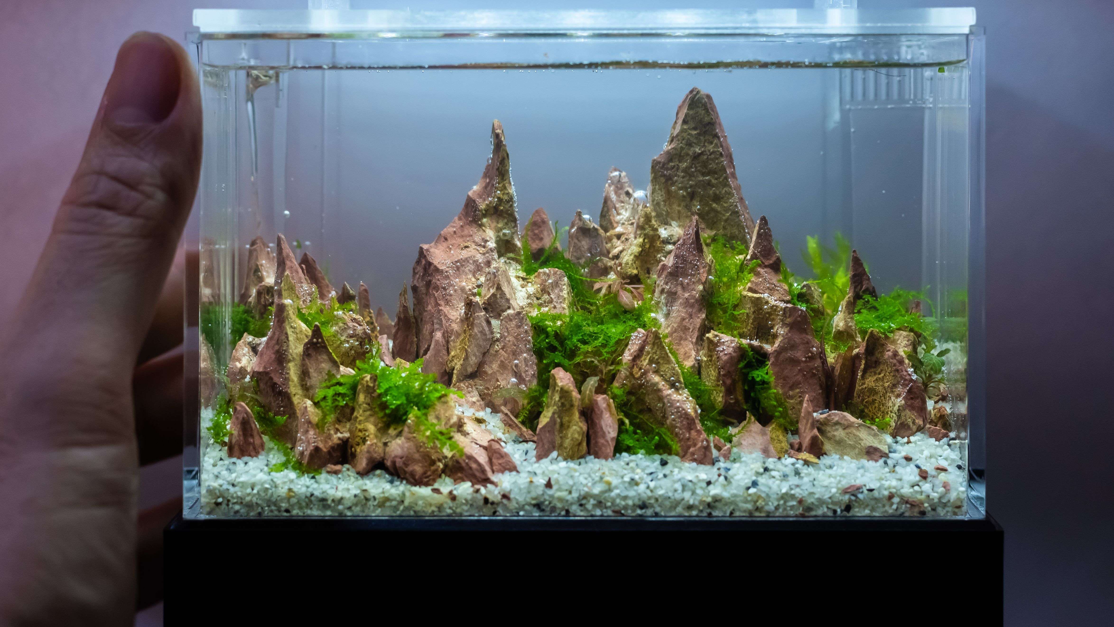 Substrat de sol pour aquarium que choisir? 