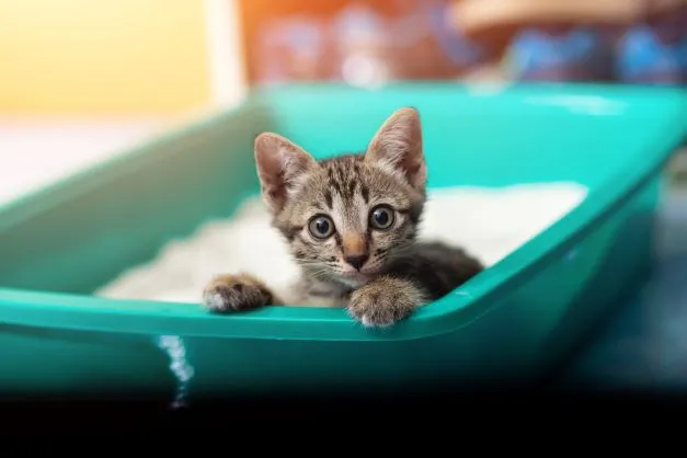 Come eliminare macchie e odore della pipì di gatto