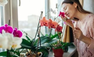 Come curare le orchidee e scegliere il terriccio