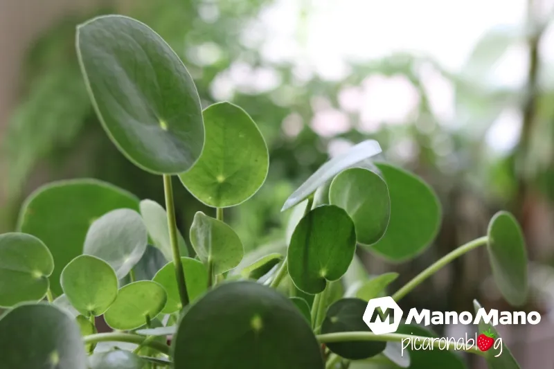 Cuidados de la Pilea peperomioides