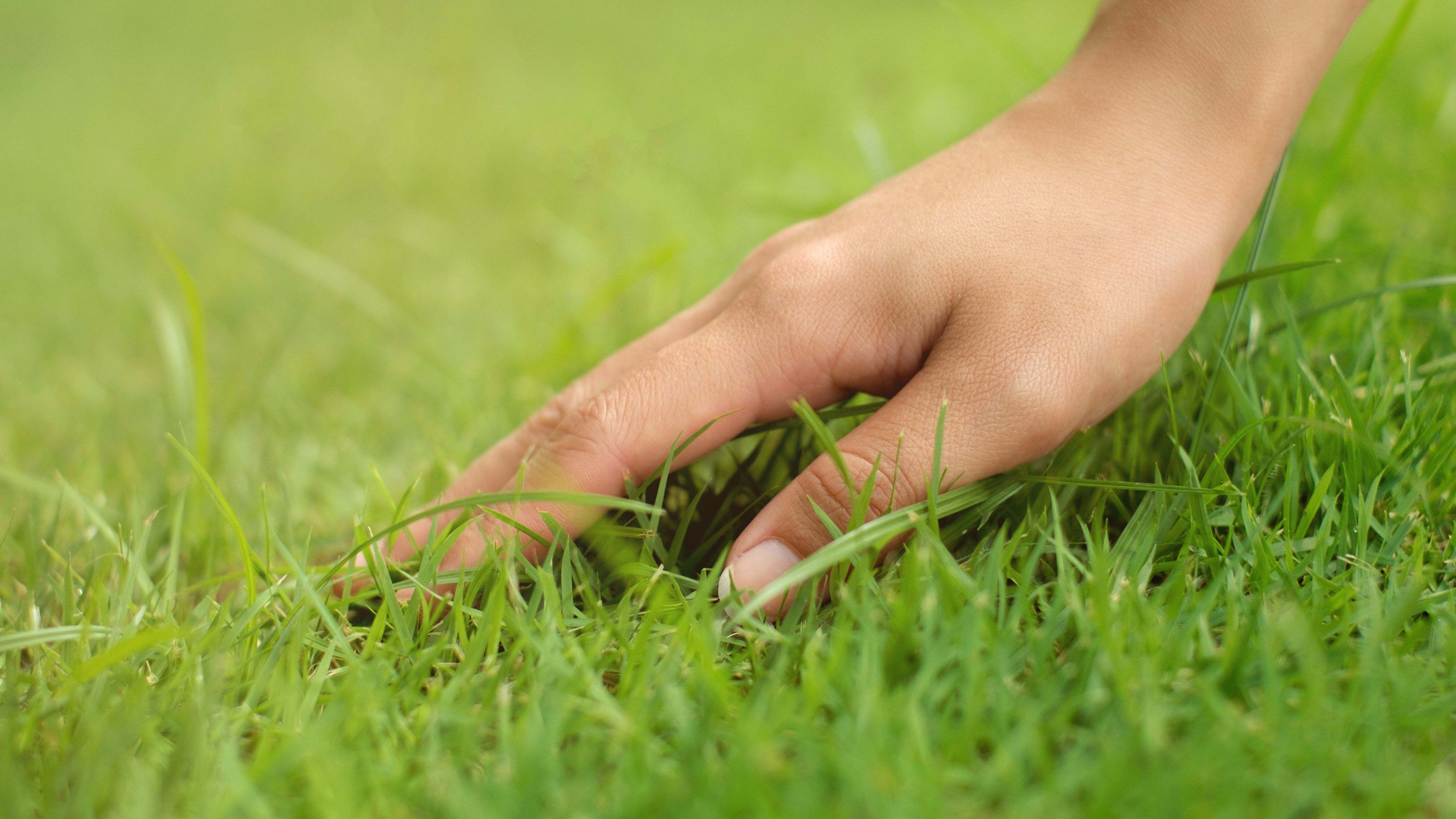 How to grow a green lawn 