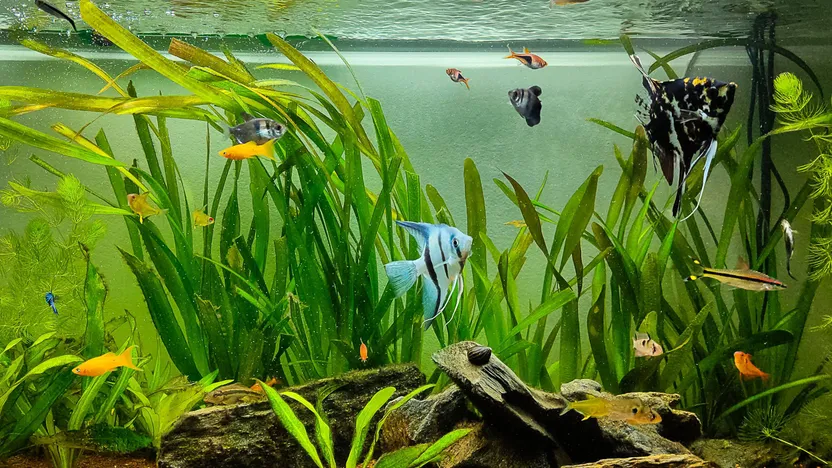 Comment choisir un aquarium ?