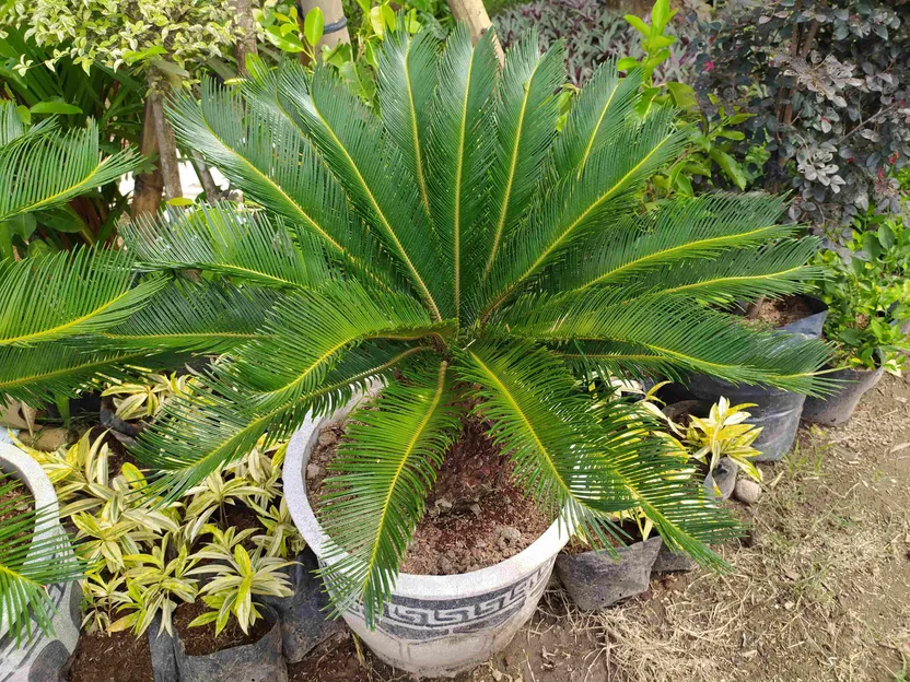 Cycas ou cycas du Japon : tout savoir