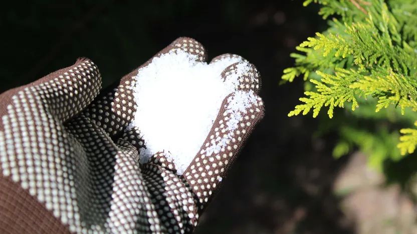 How to use salt to kill weeds