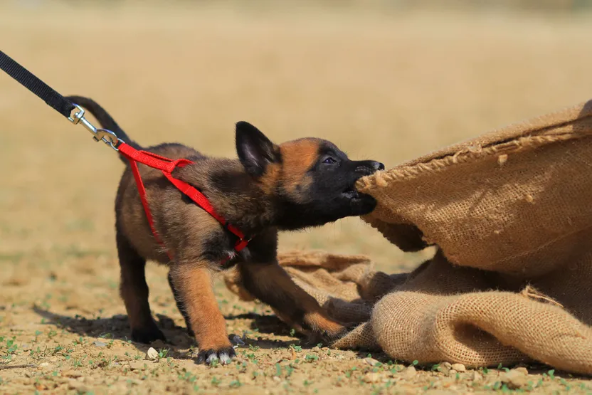Dog training lead, collar and harness buying guide