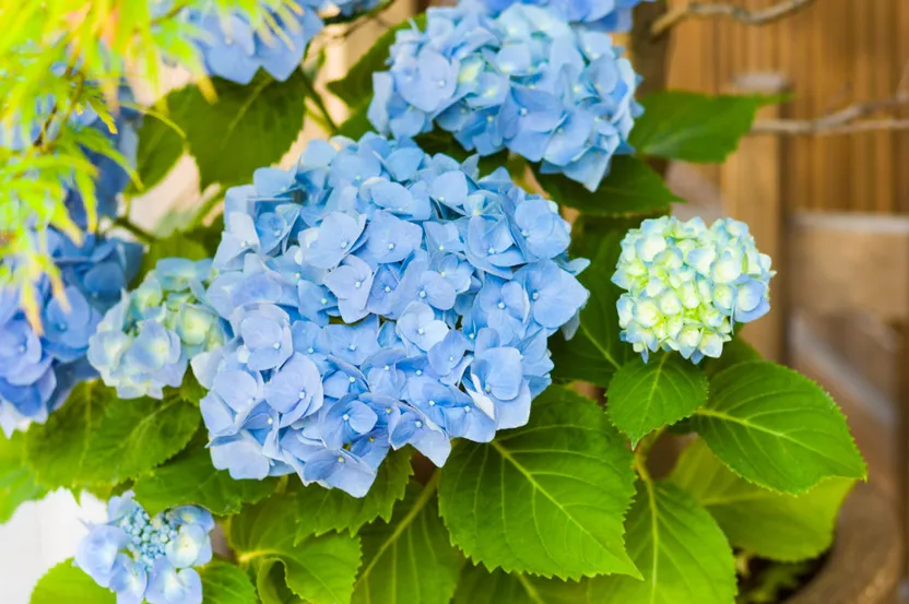Plantas tóxicas para animales