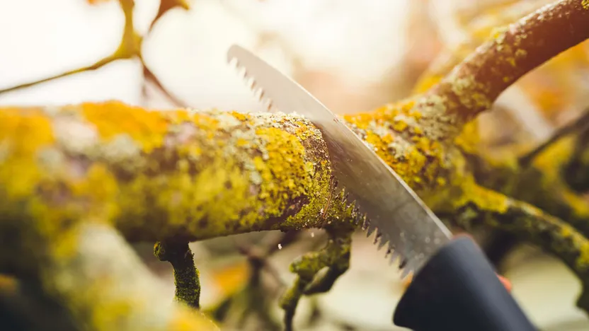 How to prune a tree