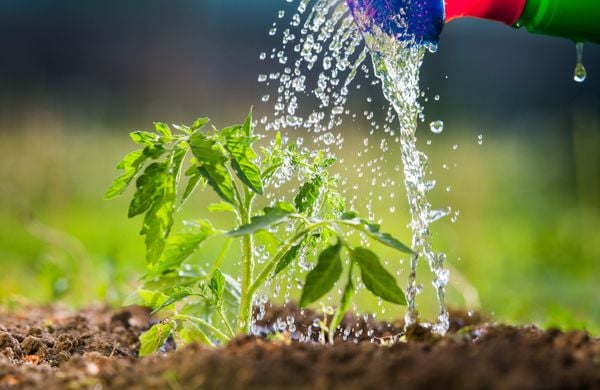 How to water your vegetable garden