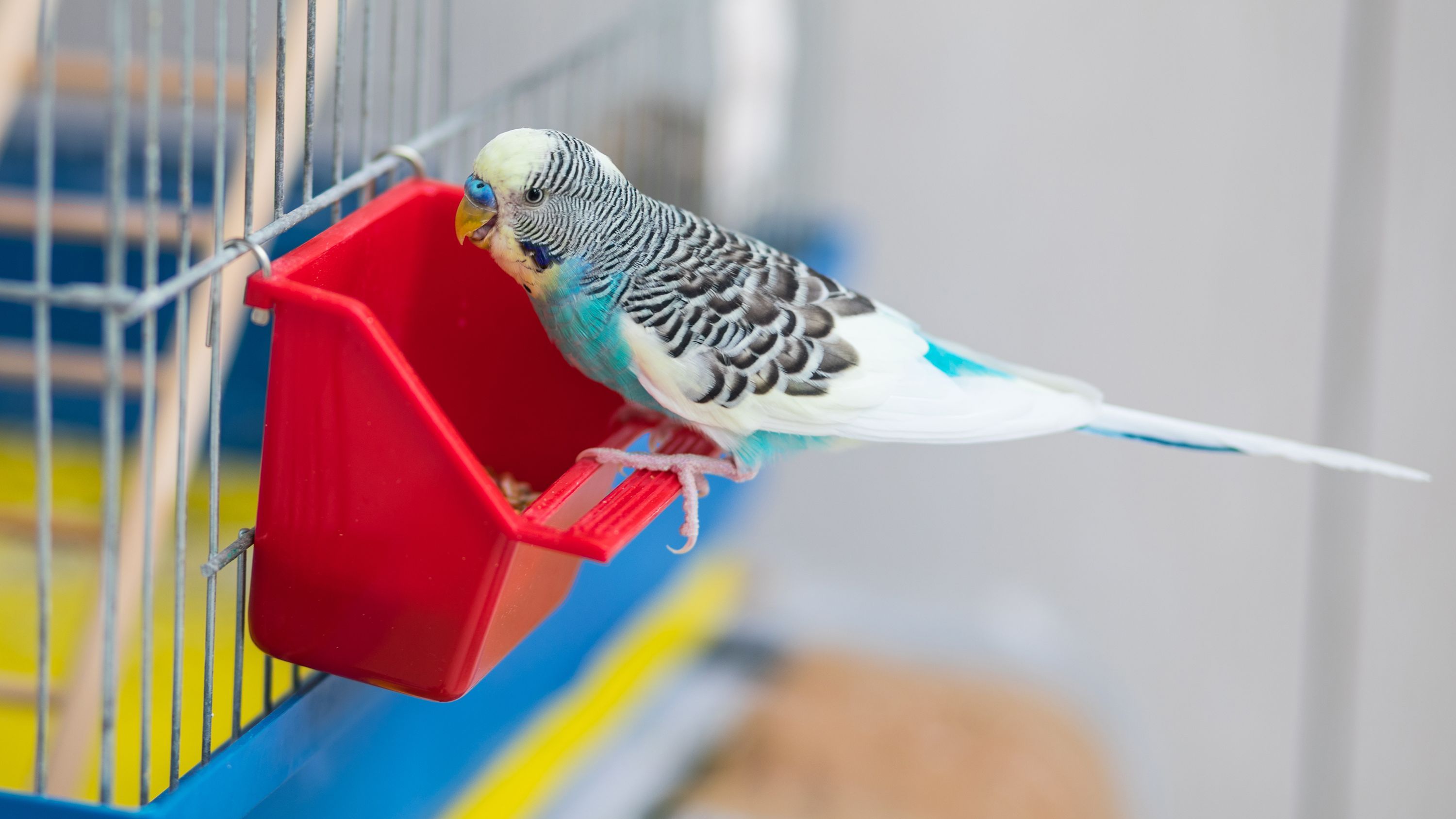 Parakeet sales cage accessories