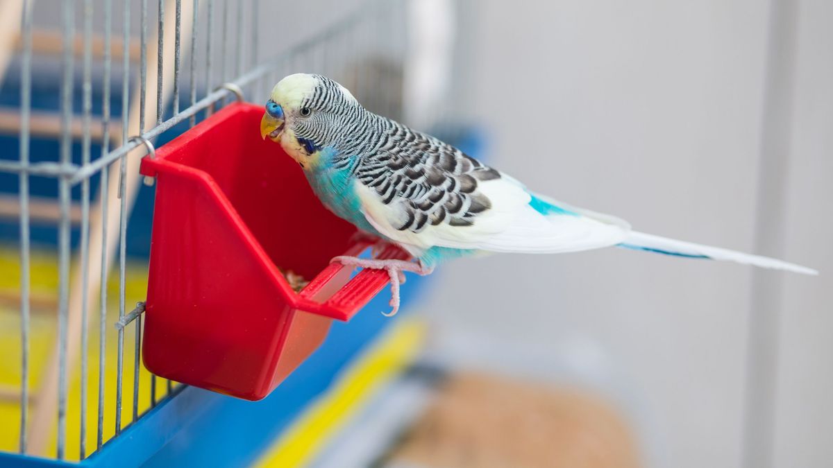 Picture of Bird cage accessories buying guide