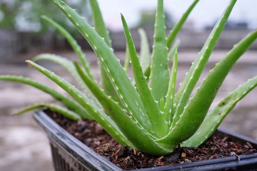 Come prendersi cura dell'Aloe vera