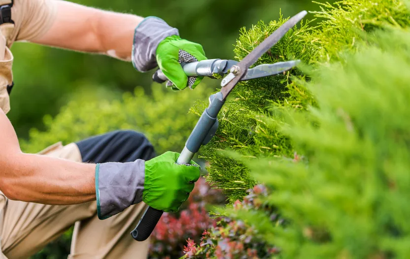 Gartenwerkzeuge zum Schneiden im Überblick