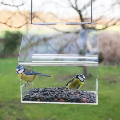 ¿Cómo alimentar a los pájaros en invierno?
