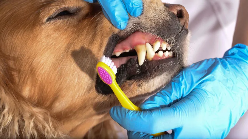 How to care for your dog's teeth