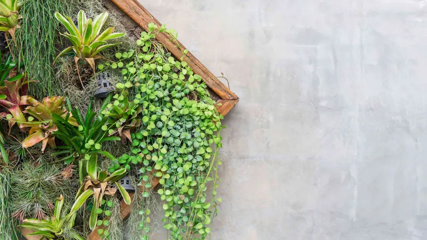 Cómo confeccionar un cuadro vegetal