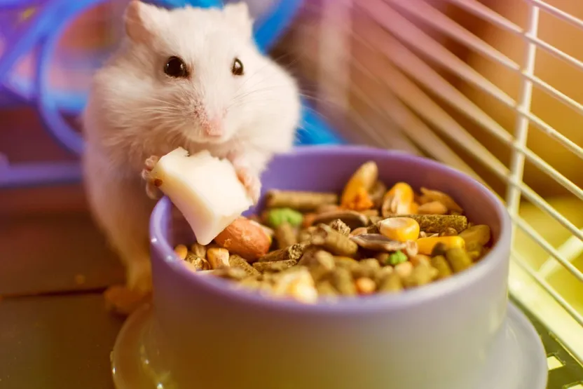 ¿Cómo alimentar a un roedor?