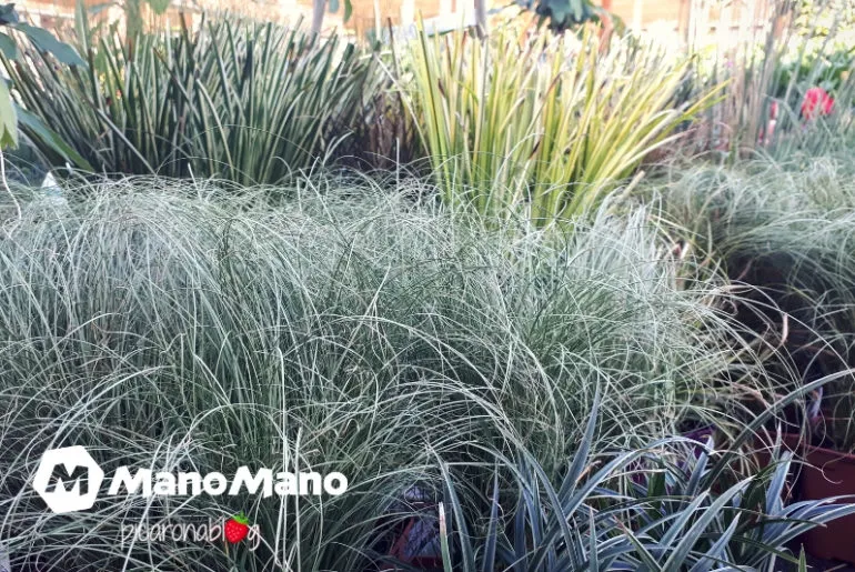 Xerojardinería: un jardín con poca agua
