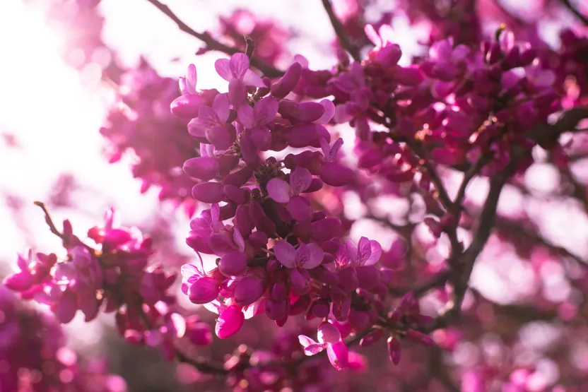 I principali alberi ornamentali