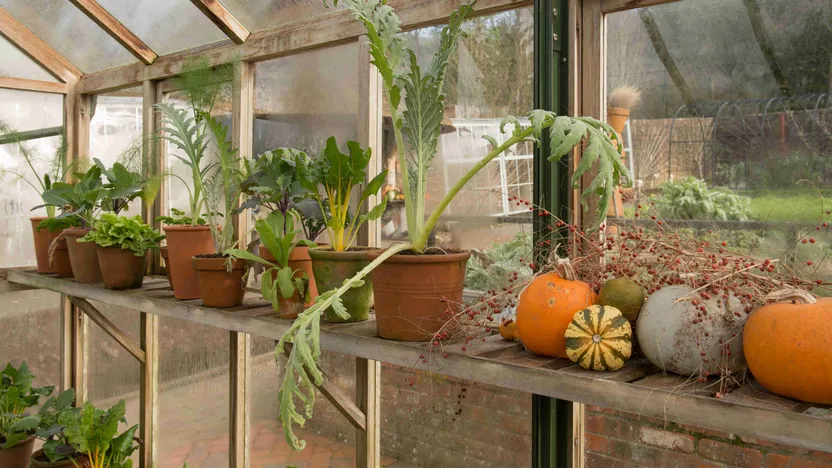 Hivernage des plantes en serre