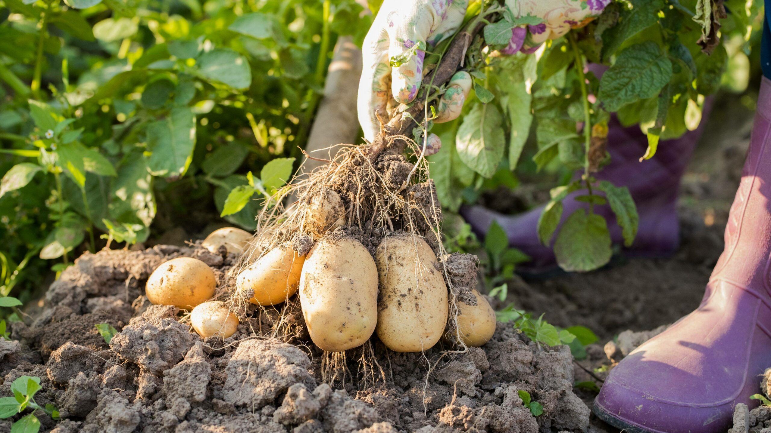¿Cómo plantar patatas?