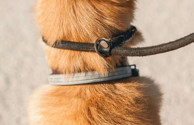 Comment choisir  un collier de dressage pour chien
