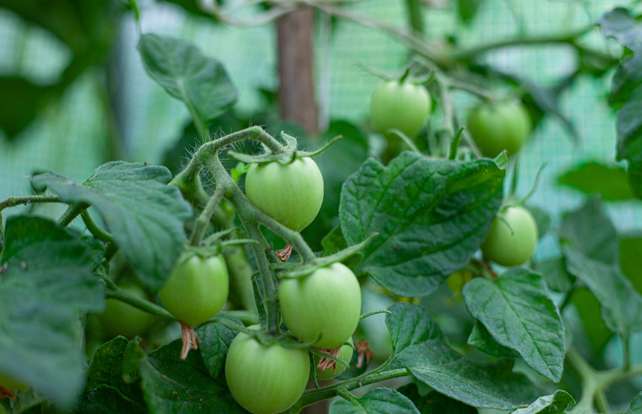 Ein Tomatenhaus selber bauen: So geht's