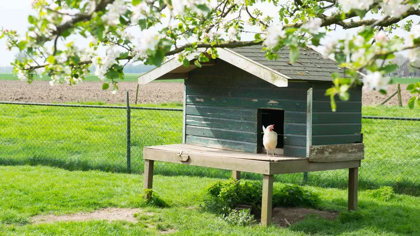 Avoir un poulailler au jardin : réglementation, normes et voisinage