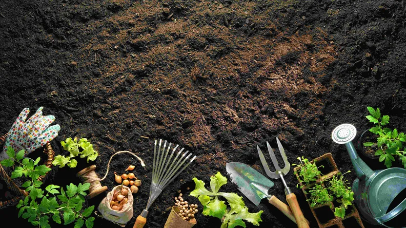 What to plant and sow in August