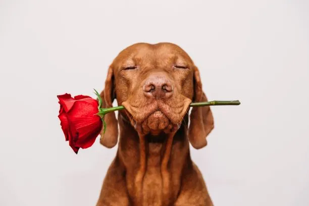Blumensprache - 20 Blumen und ihre Bedeutung