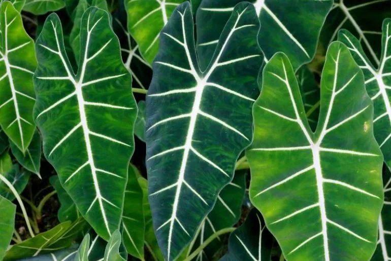 Come coltivare l’Alocasia Polly o Alocasia amazonica