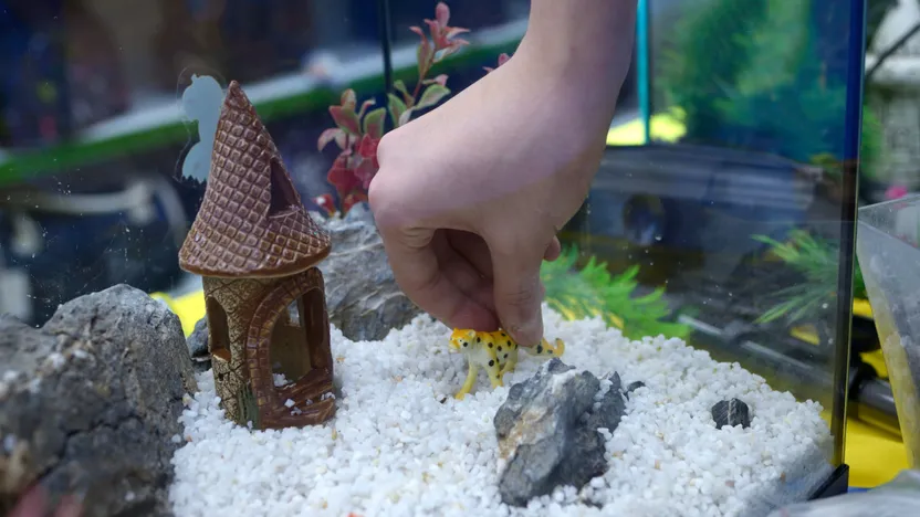 Comment décorer un aquarium