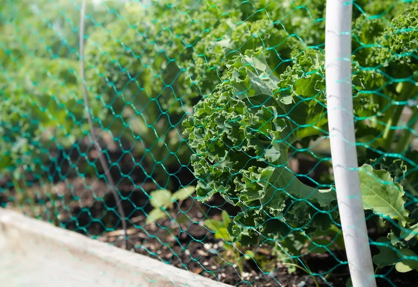 Ein Insektennetz im Garten anbringen: So geht's