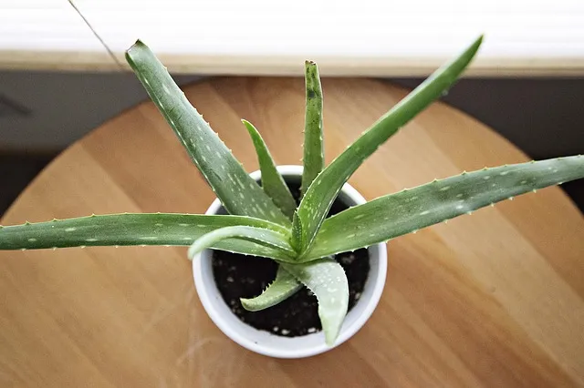 Top 5 Indoor House Plants