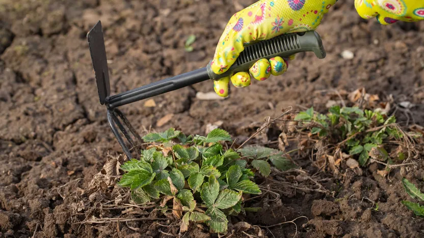 Jardin : les outils pour commencer