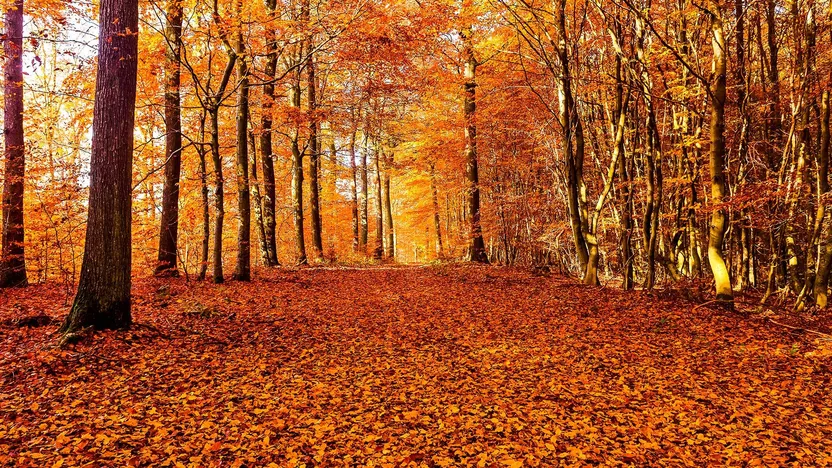 Novembre: cosa fare in casa e in giardino