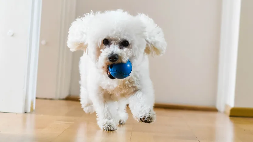 Die 10 besten Hunde für die Wohnung
