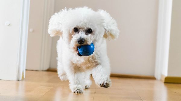 Hunde Für Die Wohnung