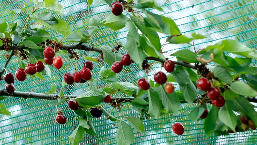 Cómo proteger los árboles frutales contra pájaros e insectos
