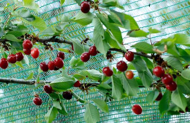 Cómo proteger los árboles frutales contra pájaros e insectos