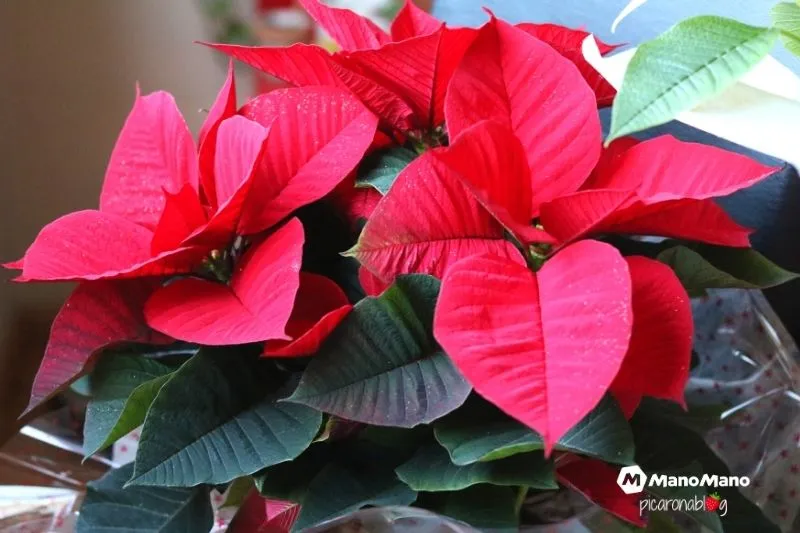 Cuidados de la Poinsettia, Planta de Navidad o Flor de Pascua