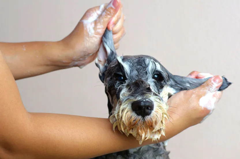Cuidados e higiene del perro