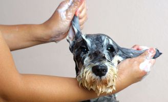 Cuidados e higiene del perro