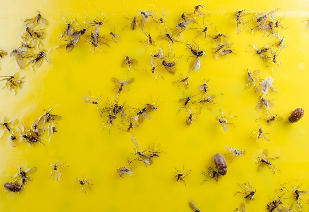 Comment se débarrasser des moucherons dans votre maison ?