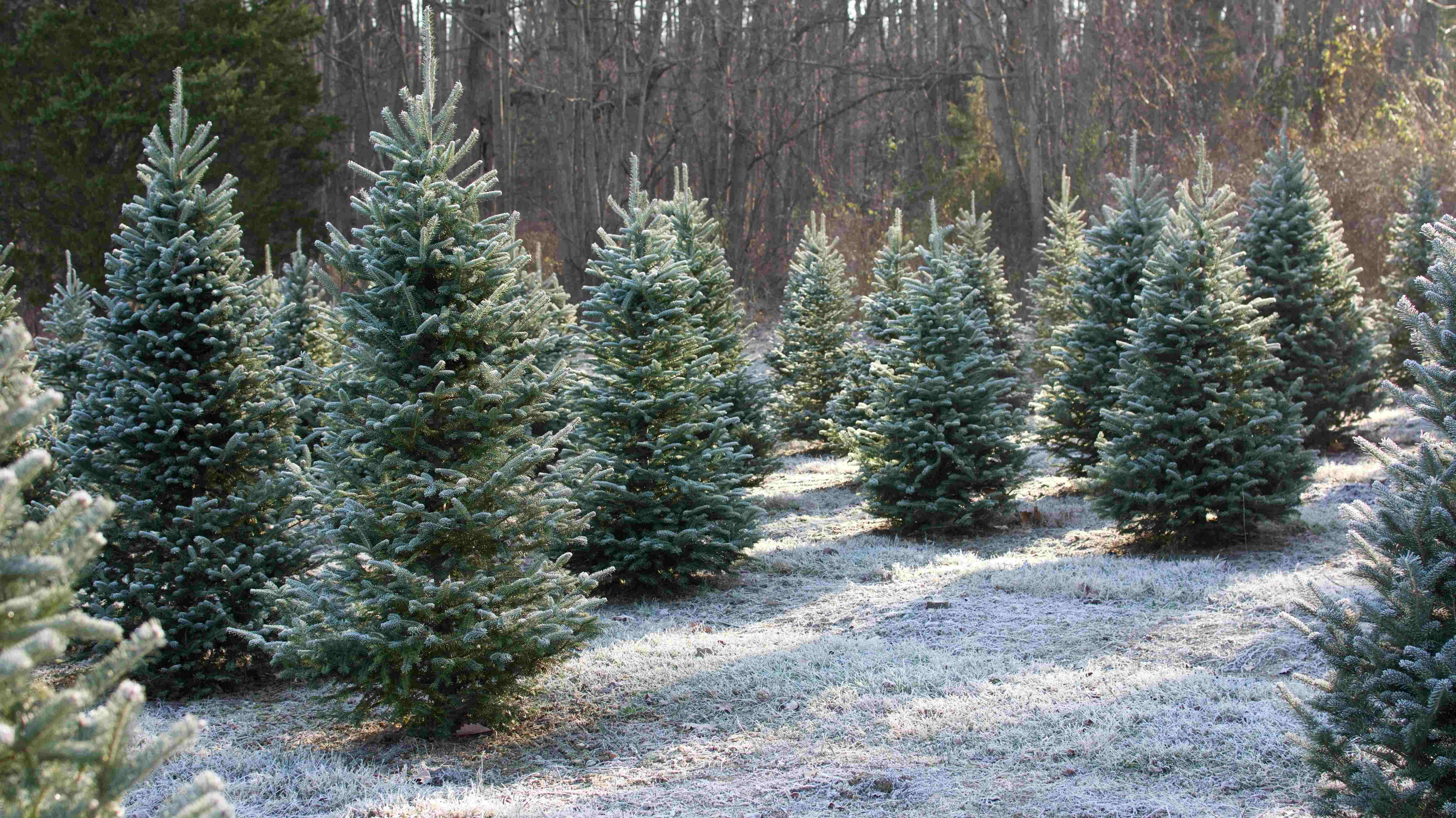 Echter oder künstlicher Weihnachtsbaum: wer hat die bessere Öko-Bilanz?