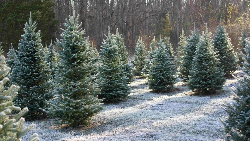 Echter oder knstlicher Weihnachtsbaum: wer hat die bessere ko-Bilanz?