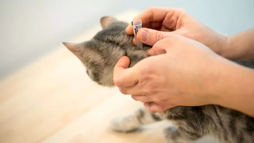 Die richtige Auswahl Ihres Wurmmittels für Katzen