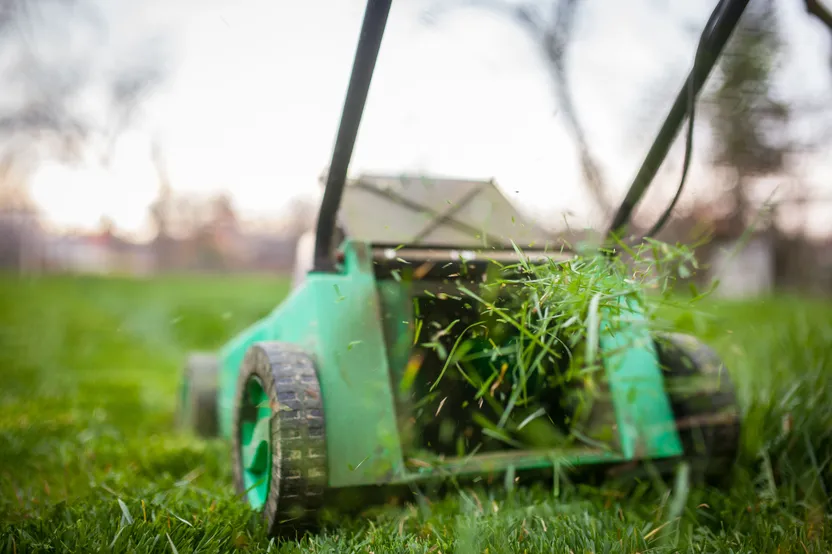 Mulching : tout savoir